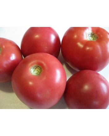 Tomato 'Arkansas Traveler' 