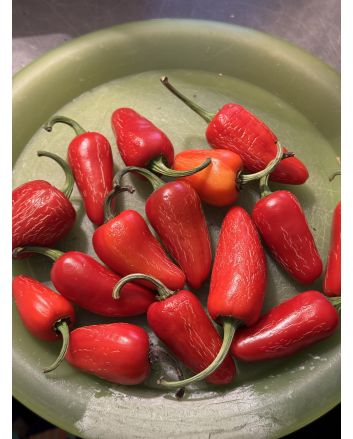 Hot Pepper 'Mattapeno' Seeds (Naturally Grown)