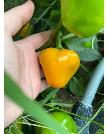 Hot Pepper 'Hinkelhatz Chicken Heart Yellow' Seeds (Naturally Grown)
