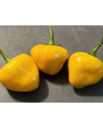 Hot Pepper 'Hinkelhatz Chicken Heart Yellow' Seeds (Naturally Grown)