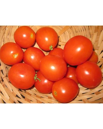 Tomato 'Apollo' Seeds (Naturally Grown)