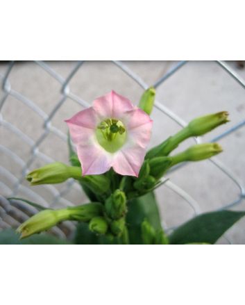 Tobacco 'Scherazi' 