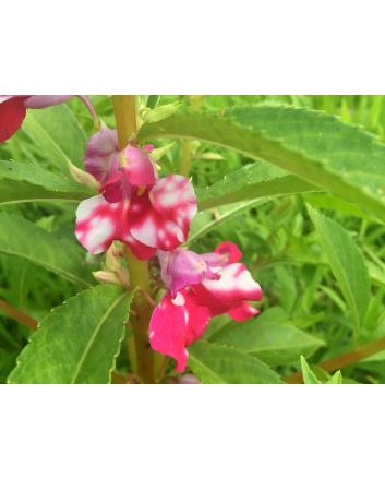 Balsam Impatiens Mix