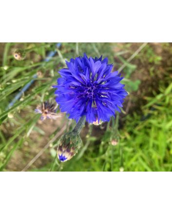 Bachelor's Button 'Blue Boy'