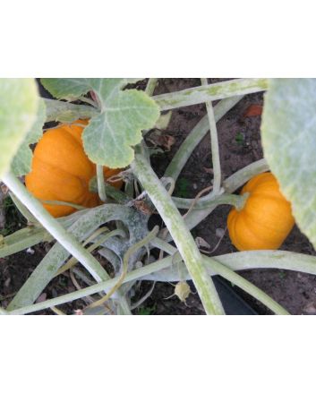 Pumpkin 'Jack Be Little'