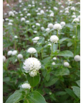 Globe Amaranth 'Las Vegas White'