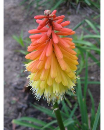 Red Hot Poker 'Flamenco' 