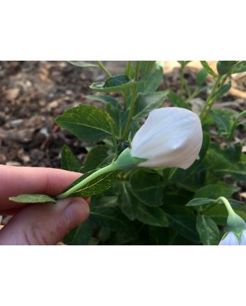 Balloon Flower 'Fairy Snow'