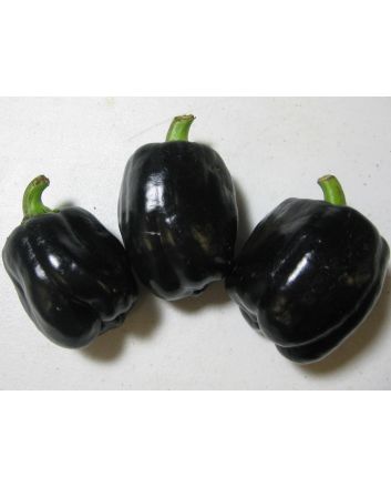 Bell Pepper 'Purple Beauty'