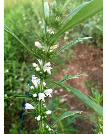 Chinese Motherwort ‘Alba’ 