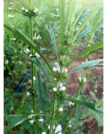 Chinese Motherwort ‘Alba’ 