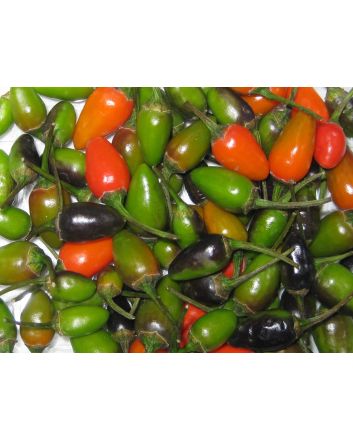 Hot Pepper ‘Tepin’