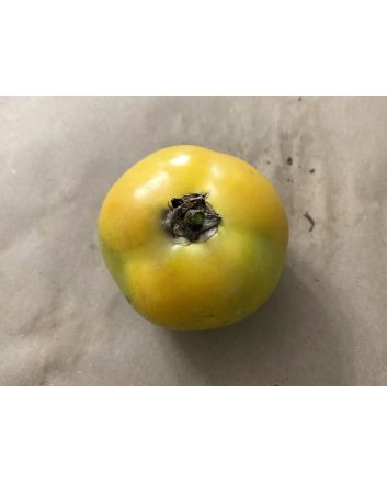 Tomato 'Evan's Supersaver' Seeds (Naturally Grown)