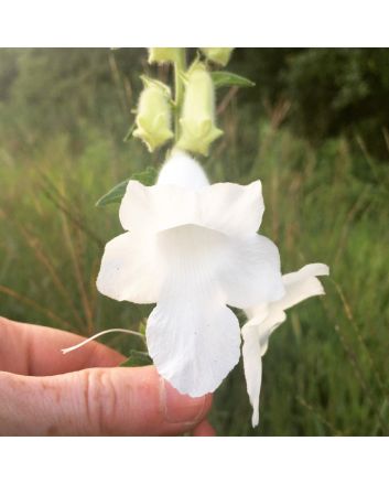 South African Foxglove ‘Alba’
