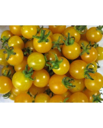 Tomato 'Burgess Lemon' Seeds (Naturally Grown)