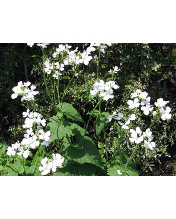 Money Plant AKA Silver Dollar 'Alba' Seeds (Naturally Grown)