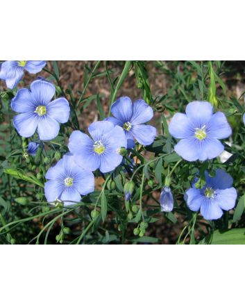 Blue Flax Seeds (Naturally Grown)