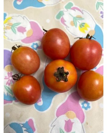 Tomato 'German Lunchbox' Seeds (Naturally Grown)