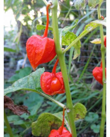 Red Chinese Lanterns