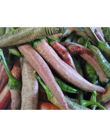 Pepper 'Vesena' Hot Pepper ‘Rezha Macedonian’  
