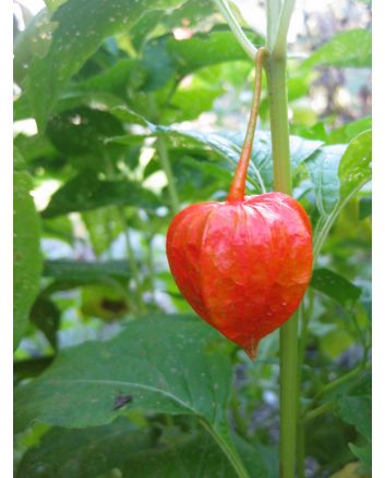 Red Chinese Lanterns