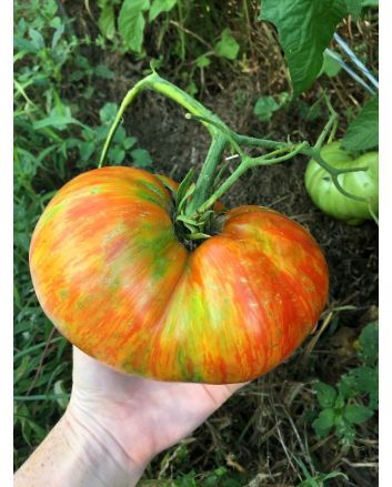 Tomato 'Legs Diamond' 
