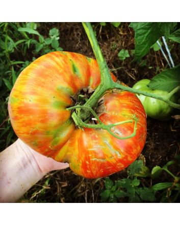 Tomato 'Legs Diamond' 
