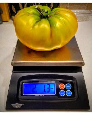 Tomato 'Gold Medal'
