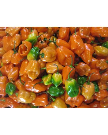 Hot Pepper 'Orange Habanero' 