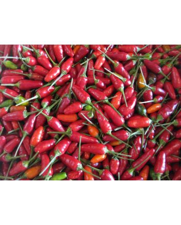 Hot Pepper ‘Christmas' 