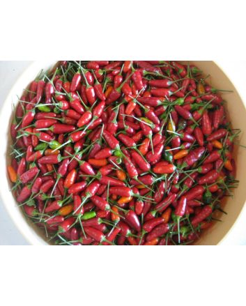 Hot Pepper ‘Thai Hot' 