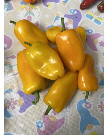 Sweet Pepper 'Lunch Box Yellow' Seeds (Naturally Grown)