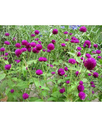 Globe Amaranth 'Gnome Purple'