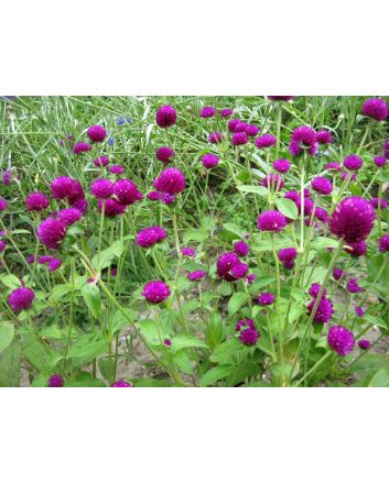 Globe Amaranth 'Gnome Purple'