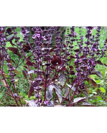 Basil 'Red Rubin'