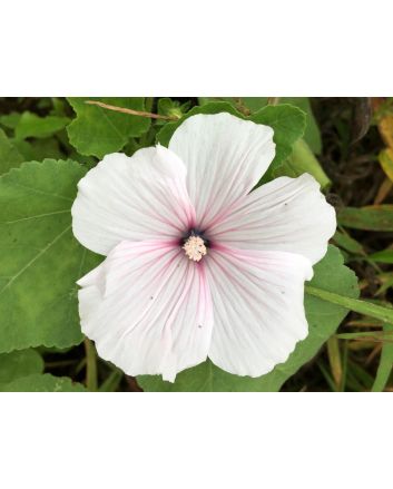 Mallow 'Dwarf White Rose Stripe' AKA ‘Dwarf Pink Blush’ 