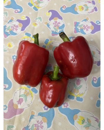 Sweet Pepper 'Pick Me Quick' Seeds (Naturally Grown)