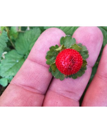 Indian Strawberry AKA Mock Strawberry Seeds (Naturally Grown)