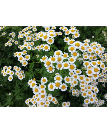 Feverfew