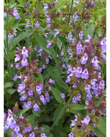 Sage, Common 