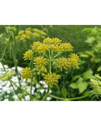 Lovage