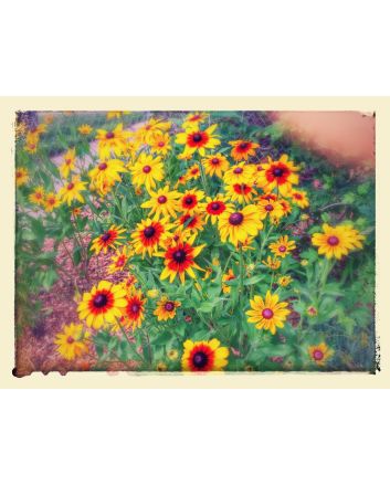 Black-Eyed Susan 'Autumn Colors' and 'Indian Summer' Mix 