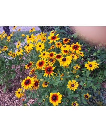 Black-Eyed Susan 'Autumn Colors' and 'Indian Summer' Mix 