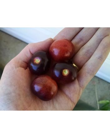Tomato 'Indigo Blue Berries'