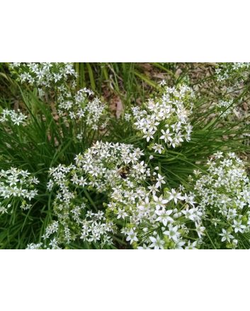 Garlic Chives