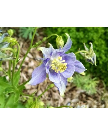 Columbine Mix 