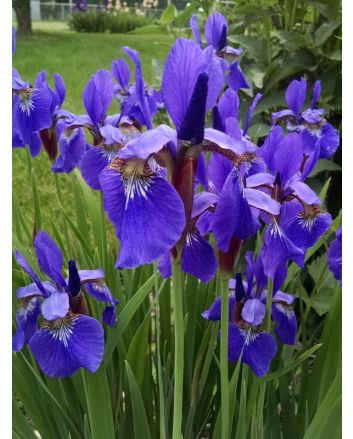 Purple Siberian Iris