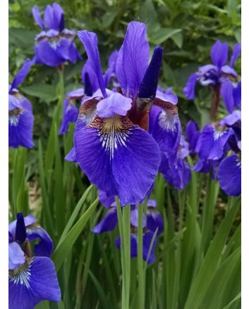 Purple Siberian Iris