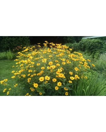 Ox-Eye Sunflower Seeds