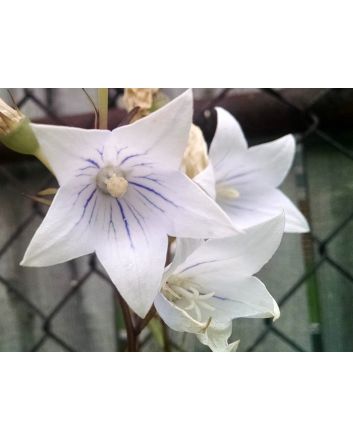 Balloon Flower 'Fairy Snow'